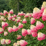 Hortenzia metlinatá (Hydrangea paniculata) ´FRAISE MELBA´®  - výška 30-50 cm, kont. C3L